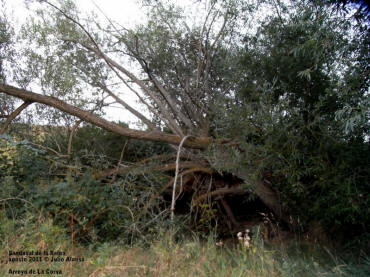 ag2011-Arroyo de La Corva 077.JPG (199345 bytes)